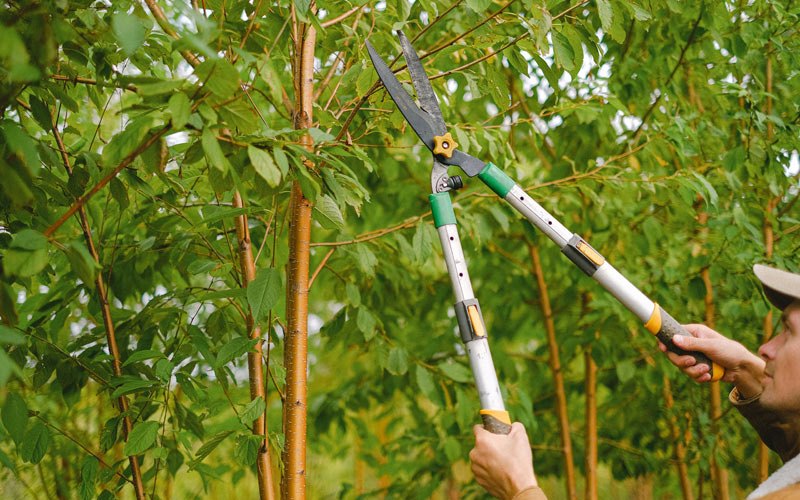 Tree trimming in Macungie, PA